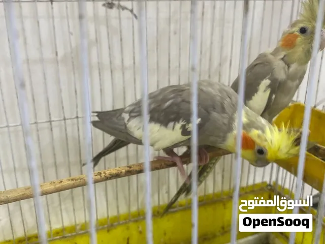 سلام عليكم زوج كوكتيل  للبيع  اقرأ الوصف