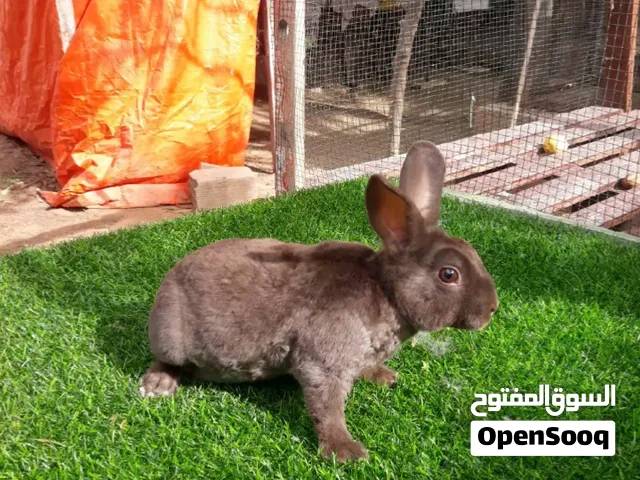 دكر ميني ركس قزم اقرا الوصف