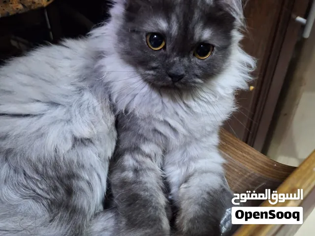 قطط راغدول ميكس للبيع