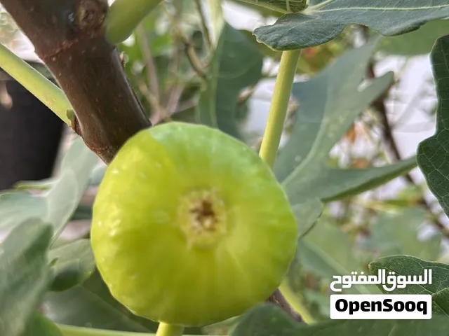 مزرعة في الغشيبة المعبيلة الشمالية