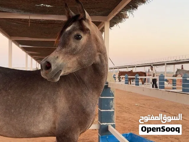 مهر عربي عمره ..