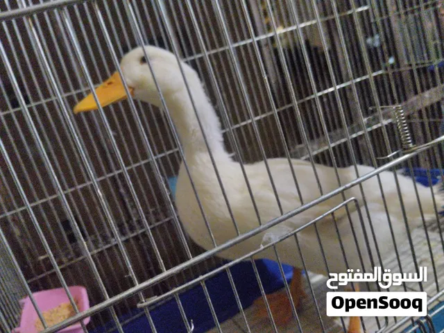 adult male white duck