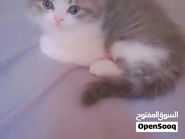 قطط العمر شهرين للتبني