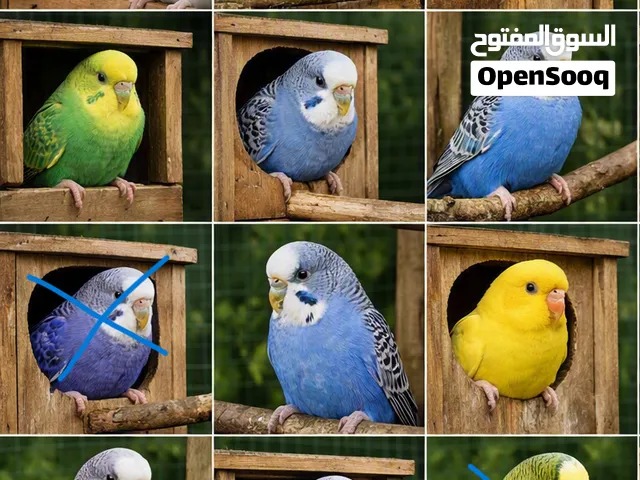 Adult breeding Budgies and pairs