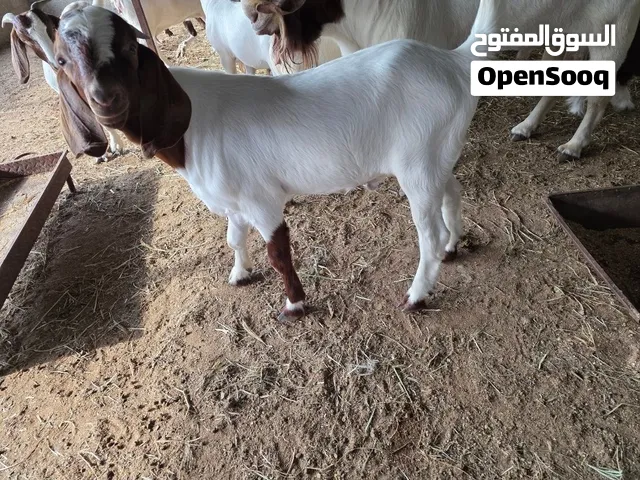جدي مشروع فحل هجين بورقوت مع باكستانيه تابع الوصف بالكامل