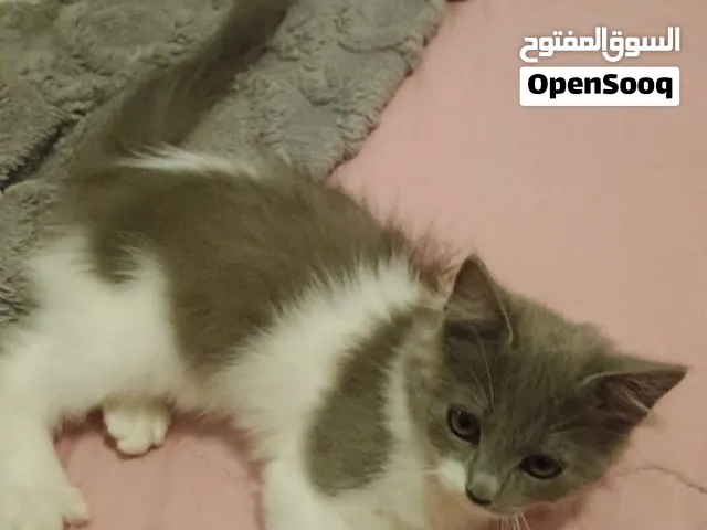قطط للتبني