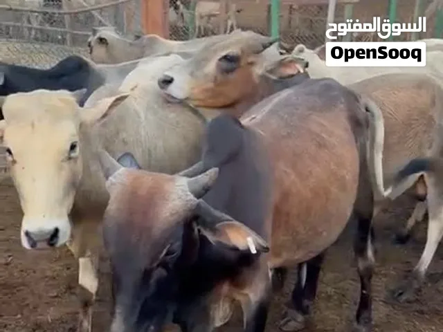 ثيران أثيوبيه