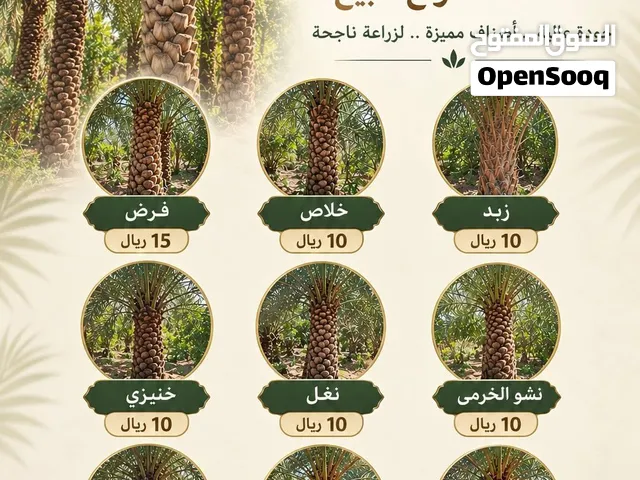 فسائل ممتازه للبيع العدد مفتوح حسب الكميه