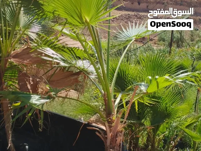 نخل وأشنطونيا زينه بأقل الاسعار بالمملكه
