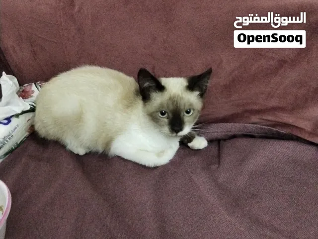 قطه اليف للبيع