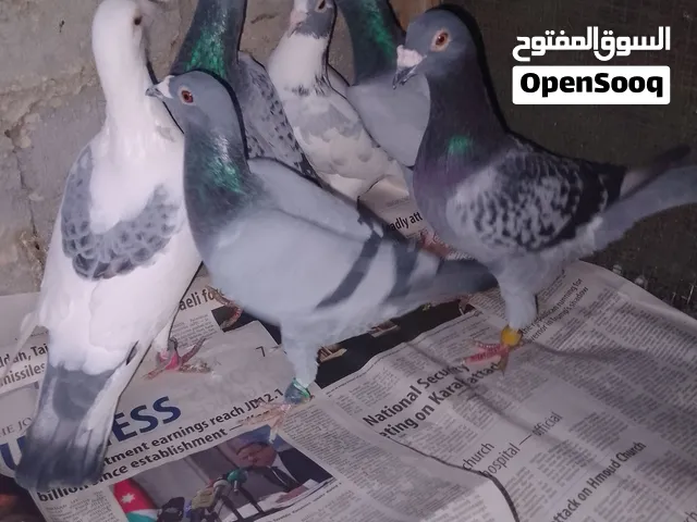 موجود افحول زواجل كش للبيع