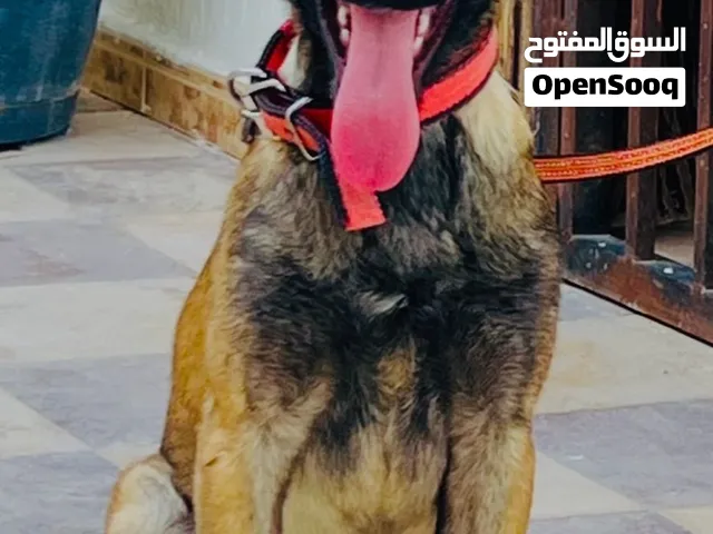 كالب مالينوا