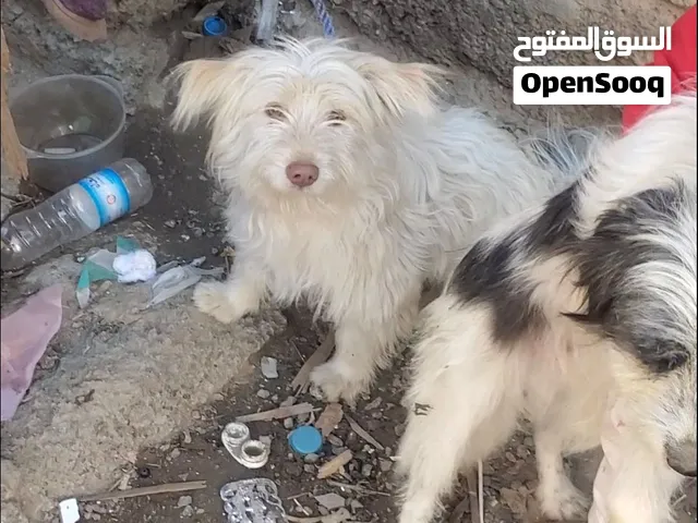 زوجين كلاب زينة اليفة وحراسة ذكية ولطيفة جدا للتواصل وتس اب