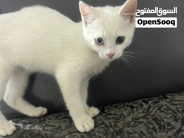قط شيرازي عمرها ما يتجاوز الشهرين للبيع