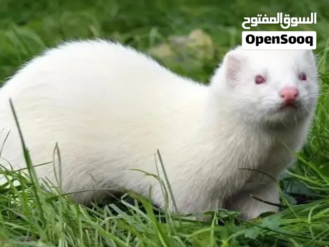 مطلوب نمس انثى Female mongoose wanted.