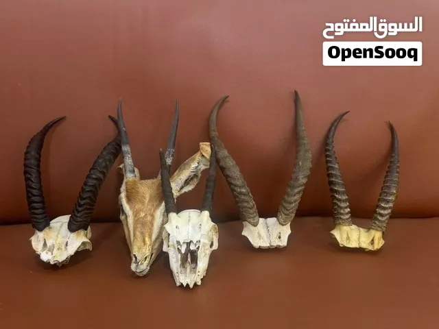 قرون غزلان للبيع