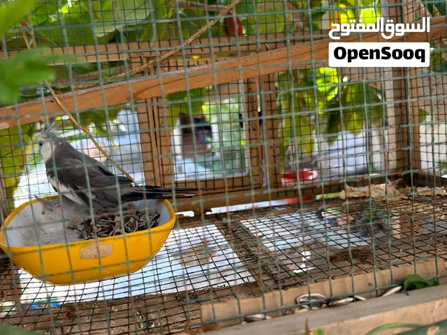 طير كوكتيل للبيع