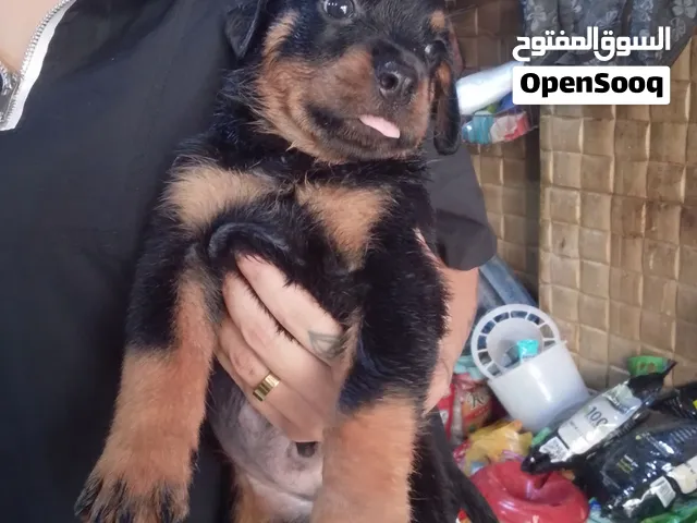 جراوي روت امريكي مستواه عالي البيع بسعر تجاري