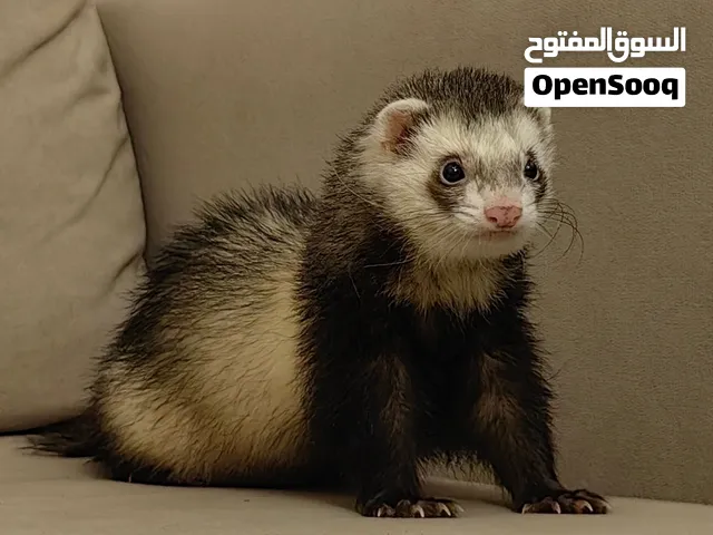 نمس الفيريت