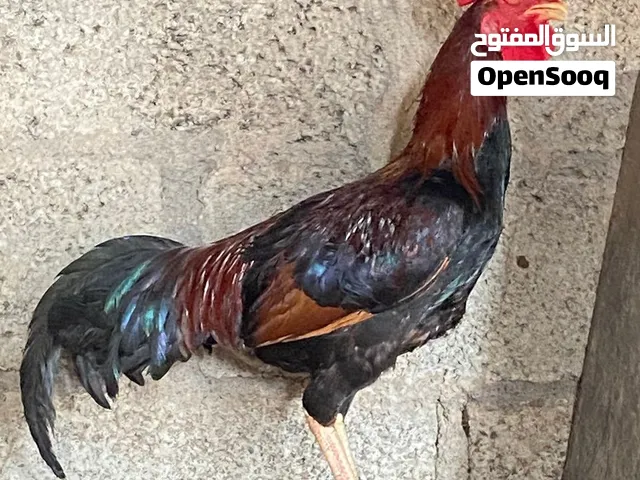 السلام عليكم اخواني عارض  ديك نوعه شانجرا الجاد يتواصل