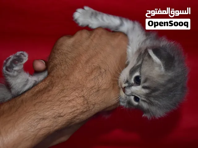 ذكر تربل فولد