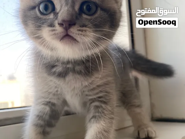 قطط اناث اسكوتش فولد شهرين  ذكر واناث  ليس للتبني  السعر 1000
