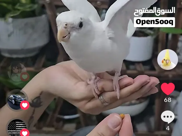 كوكتيل ألبينو ذكر أليف جدًا