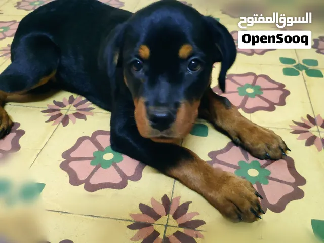 جروة روت ويلر بيور ممتازة للبيع