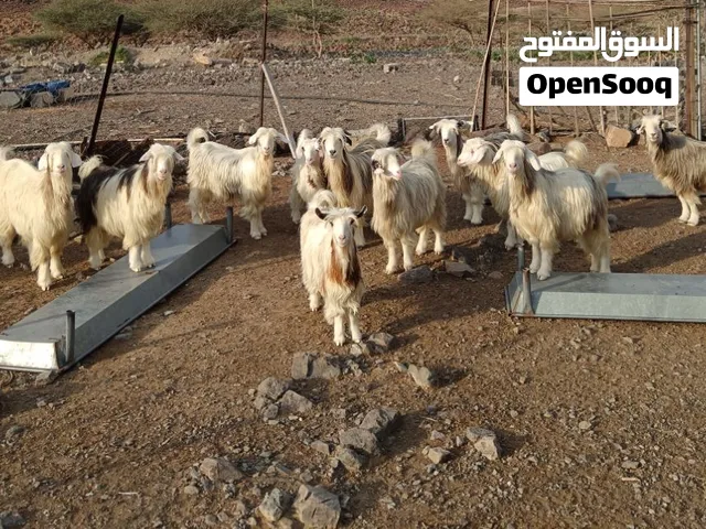 أغنام رحبيات للبيع