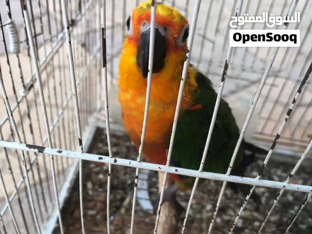 ببغاء كنيور الله يبارك ترويض داخلي