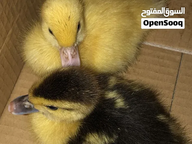 متوفر بش للبيع جمله ومفرد وحتى زوج