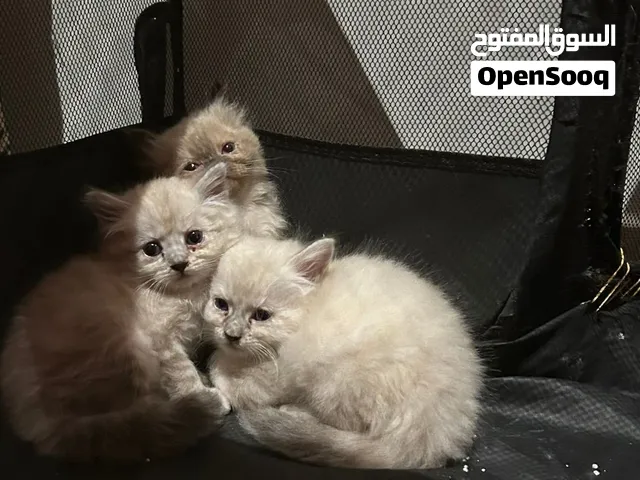 قطط هملايا وشيرازي