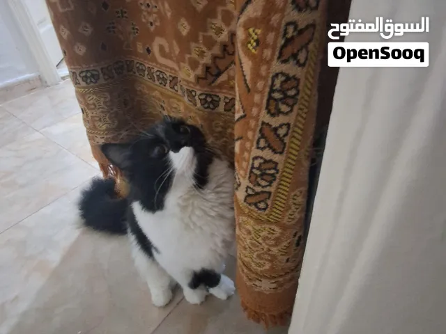قط اليف للتبني