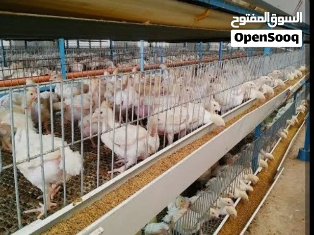 حظيرة دواجن متكاملة جاهزة للبيع