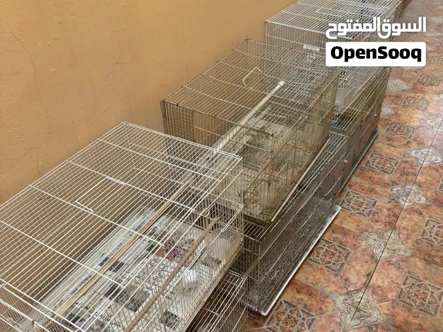 اقفاص طيور