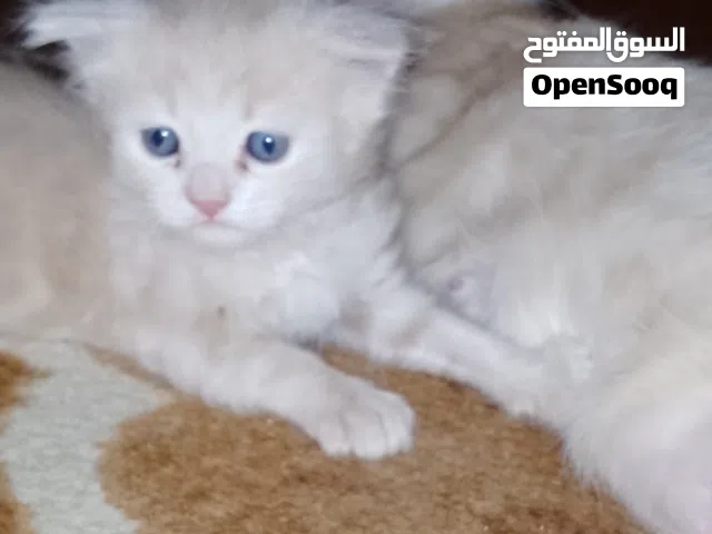 قطتين صغار مع أمهم للتبني