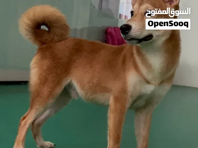 Shiba Inu for mating