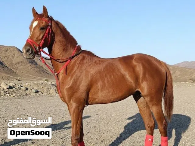 مهر عربي العمر 4 سنوات