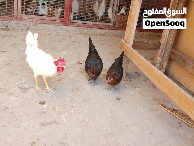 دجاجتين + ديج شرط صحه ونظافه تواصل واتساب