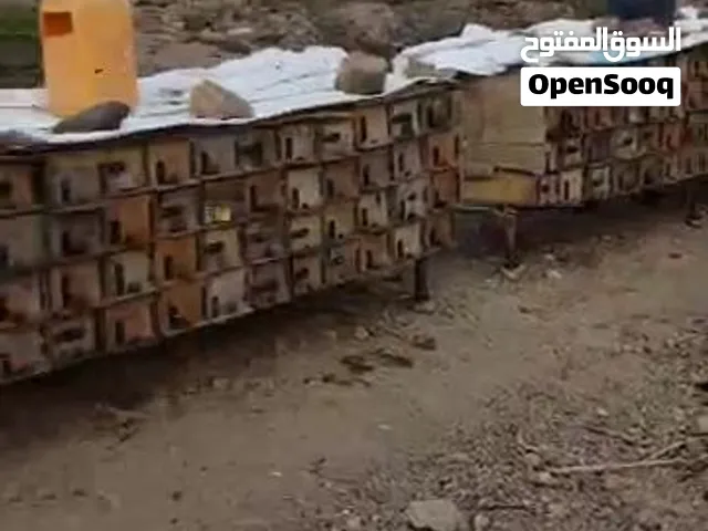 بن حزام للعسل السدر العصيمي