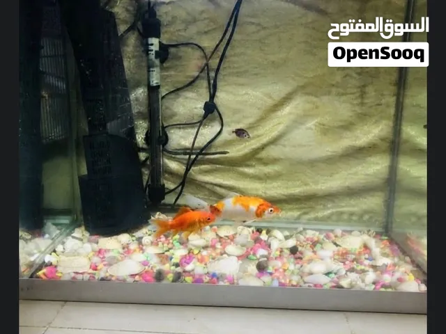 حوض سمك للبيع
