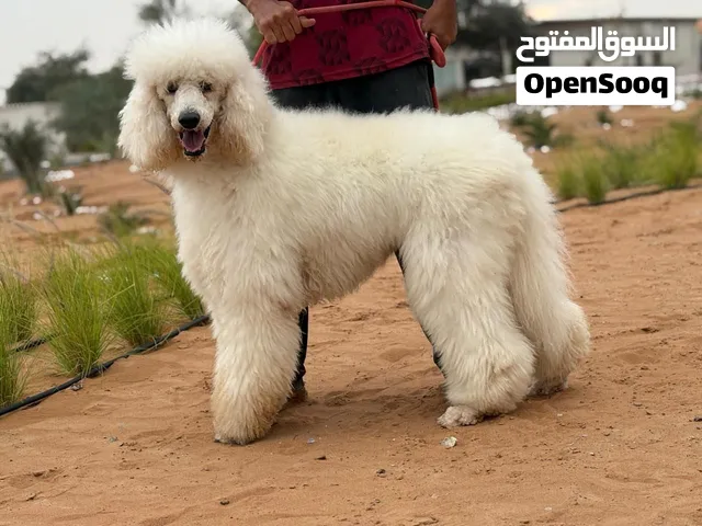 مجموعة جاينت بودل – 2 ذكور + 3 إناث منتجين