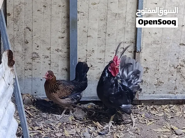 متاح زوج ديج ودجاجه افرك كويتي كحلي قزم دجاج راجع ال علي الكركوشي وتم  حلال مرتب مال بيت الوصف مهم..
