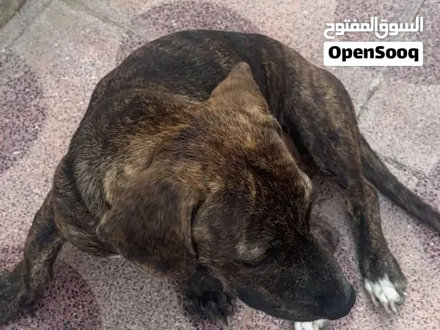 بتولول عمره ست اشهر