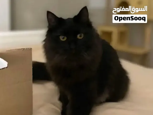 بسه تحب تلعب مع الأطفال البيع