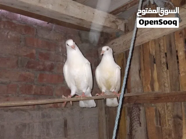 جوز زغاليل فرنساوي لاحم