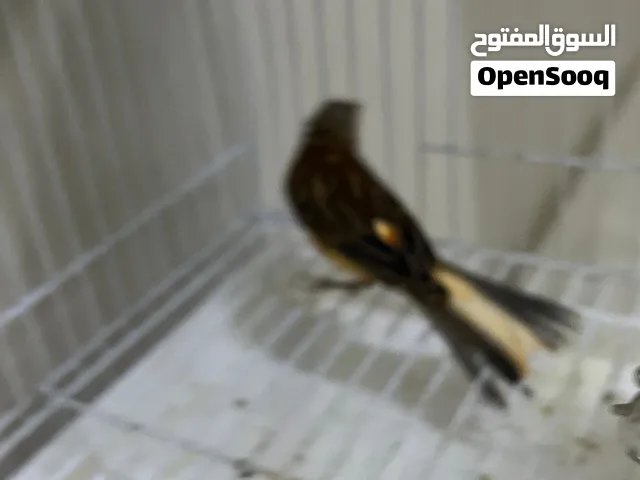 للبيع زوج كناري. الوصف مهم