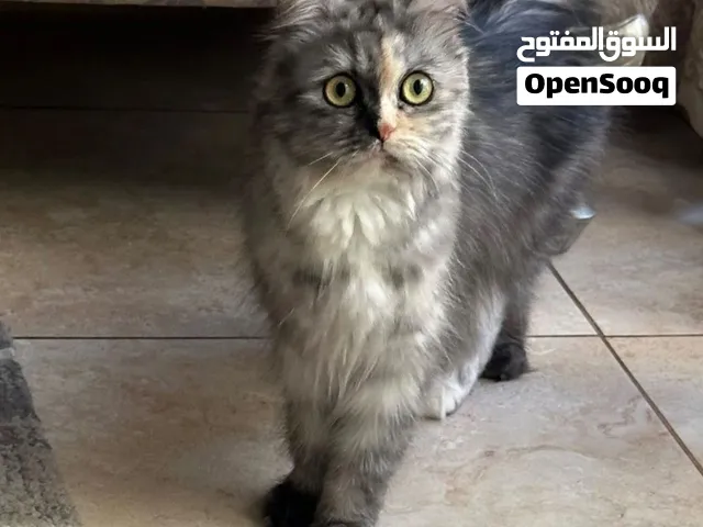 قطه للتبني تتمتع بصحه جيده