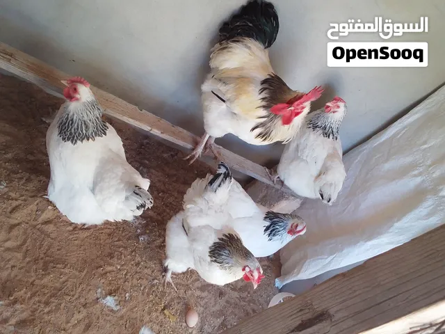 تلات دجاجات سايكس وزوز فراريج حجم ولون ربي يبارك