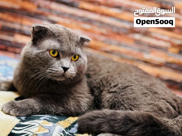 قط سكوتش فولد)
